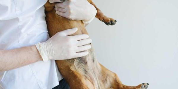 ¿Cubre el seguro la cirugía de torsión gástrica en perros?